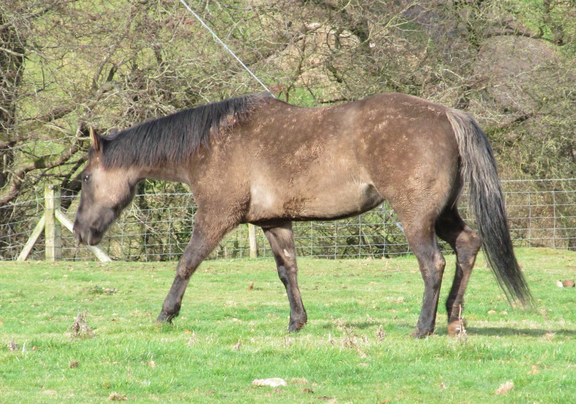 Quarter Horse filly, Wilden Blues Classic